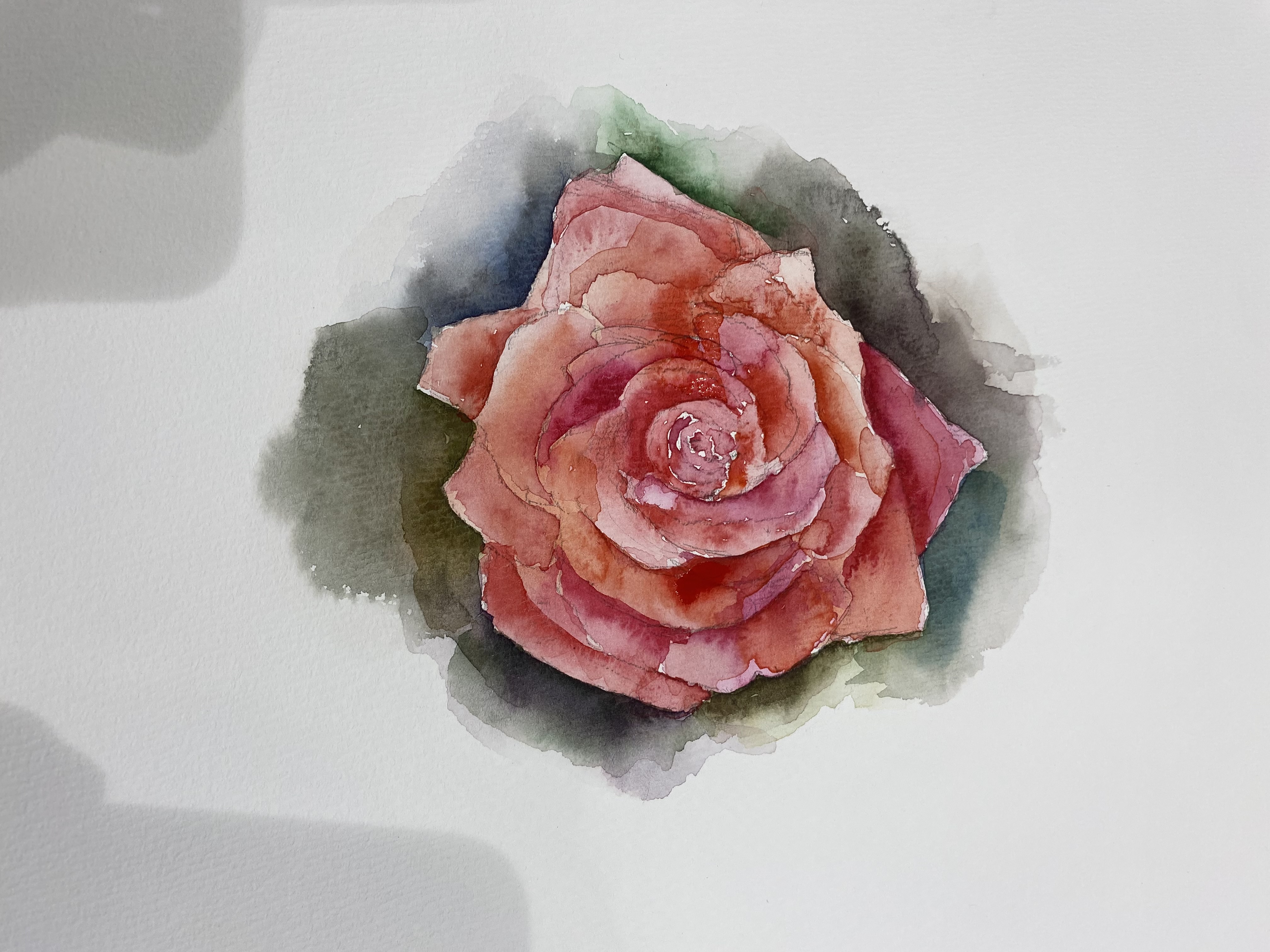薔薇